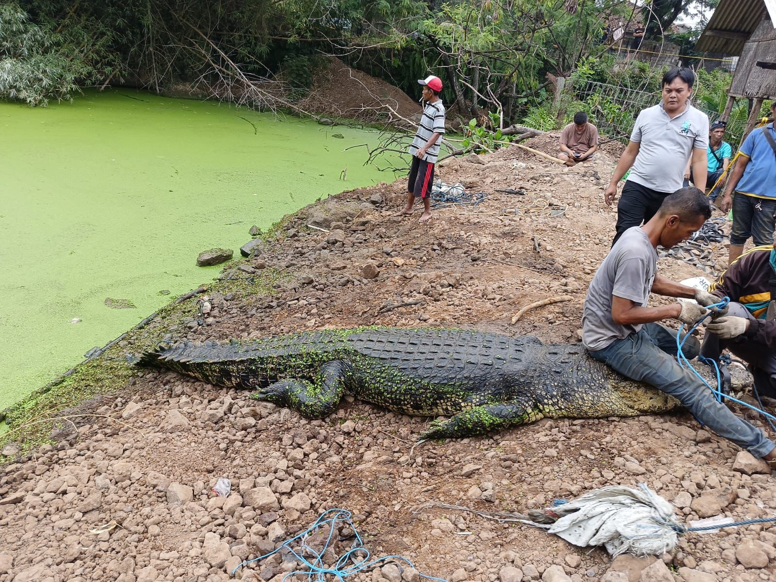 Pegawai BKSDA Meninggal Dunia Usai Evakuasi Buaya di Cianjur, Kenapa?