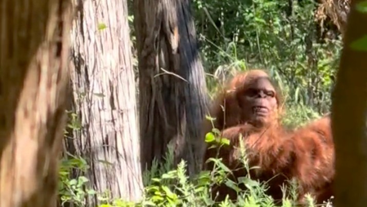 Penampakan Bigfoot di Hutan Lawton Menghebohkan Netizen, Fakta atau Rekayasa?