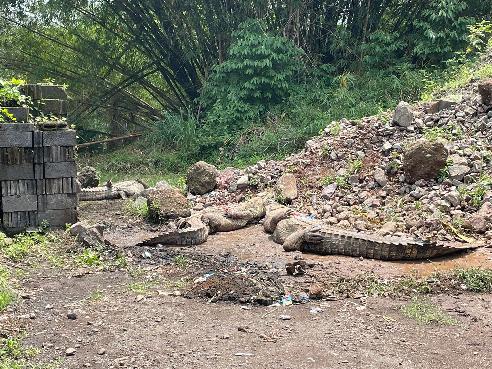 Puluhan Buaya Muara Lepas di Cianjur, BKSDA Lakukan Evakuasi