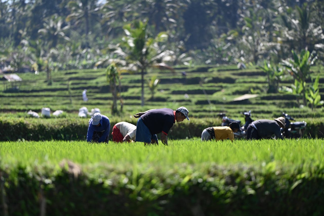 Cara Mudah Daftar Petani Milenial 2024, Raih Peluang Sukses di Sektor Pertanian