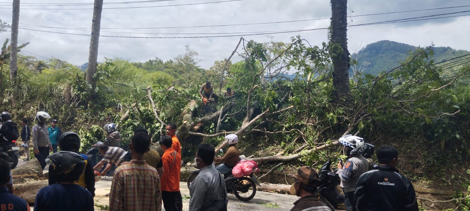 Pohon besar tumbang di Cugenang akibat angin kencang dan tanah labil. Evakuasi cepat berhasil pulihkan lalu lintas tanpa korban jiwa.