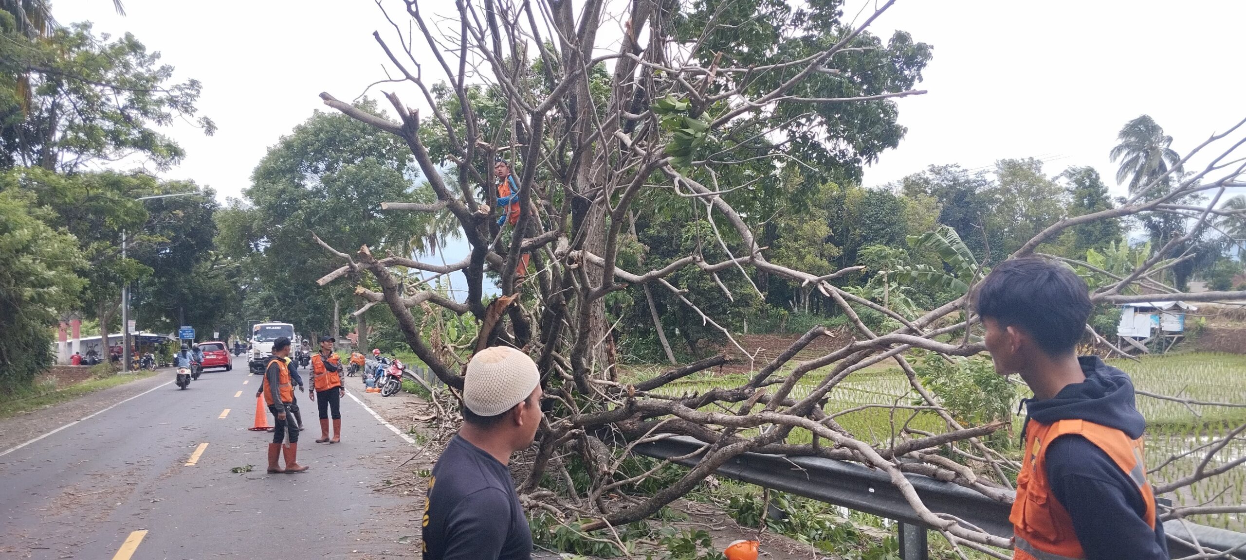 Pohon Juar 12 Meter Tumbang di Gekbrong, Sebabkan Kemacetan Panjang