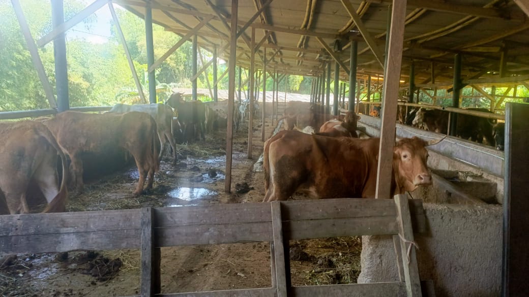 200 ribu sapi perah impor akan didatangkan pemerintah hingga akhir 2025 guna mendukung program makan bergizi gratis di Indonesia.