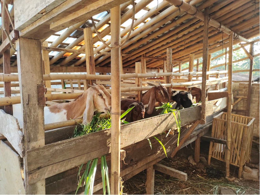 Dinas Peternakan Cianjur memperketat pengawasan masuknya sapi dari luar kota dan melaksanakan karantina untuk mencegah penyebaran PMK.