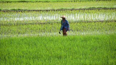 Produksi beras dan jagung Indonesia 2025 dipastikan surplus, bahkan membuka peluang ekspor.