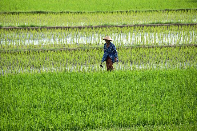 Produksi beras dan jagung Indonesia 2025 dipastikan surplus, bahkan membuka peluang ekspor.