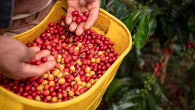 Di Balik Kejayaan Kopi Cianjur, Ada Kisah Pahit yang Terlupakan