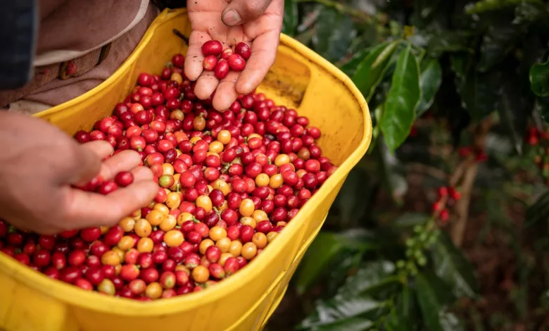 Di Balik Kejayaan Kopi Cianjur, Ada Kisah Pahit yang Terlupakan