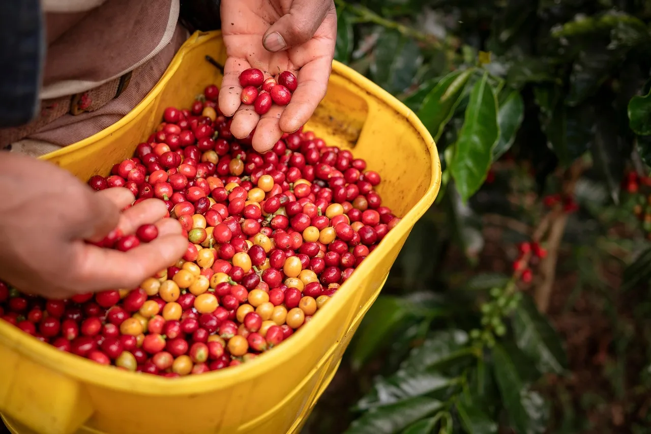 Di Balik Kejayaan Kopi Cianjur, Ada Kisah Pahit yang Terlupakan