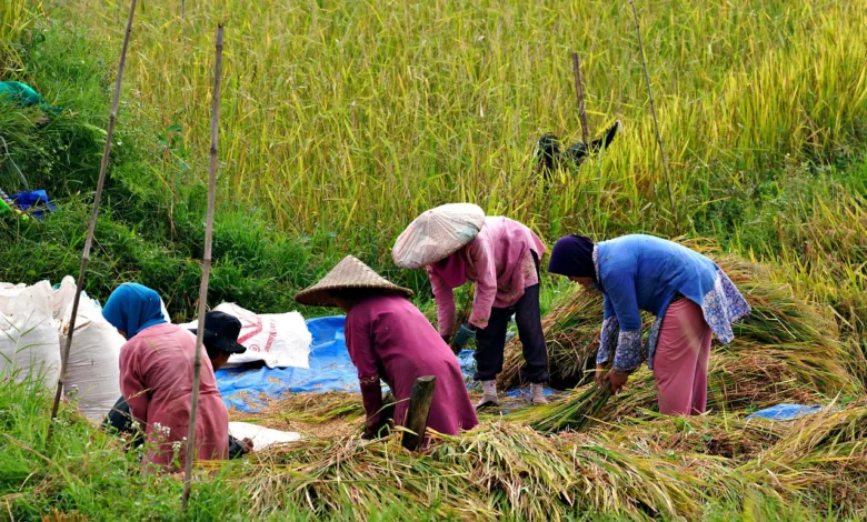 Harga Gabah di Cianjur Dijaga Rp6.500/kg, Beras Tetap Murah