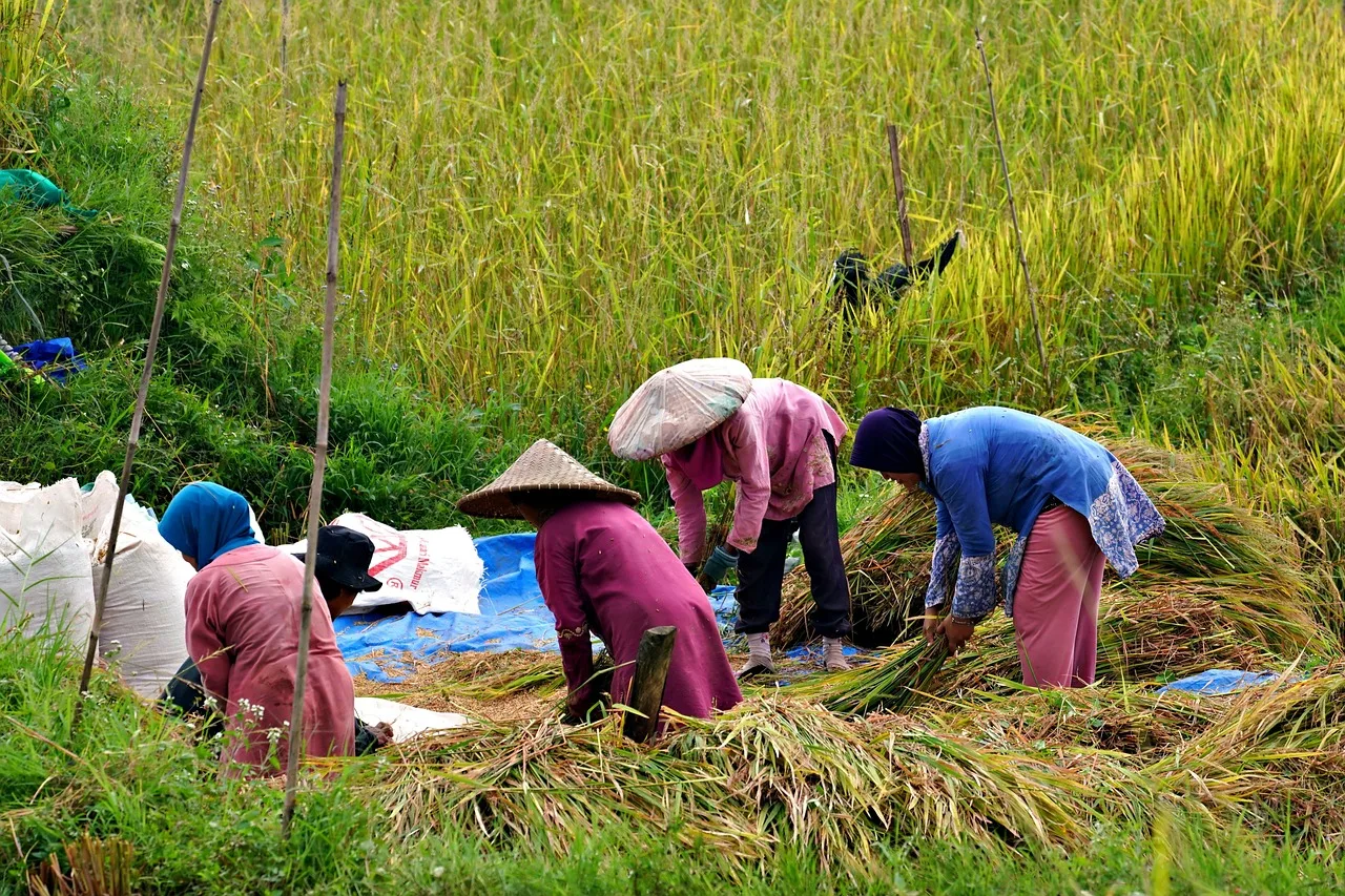 Harga Gabah di Cianjur Dijaga Rp6.500/kg, Beras Tetap Murah