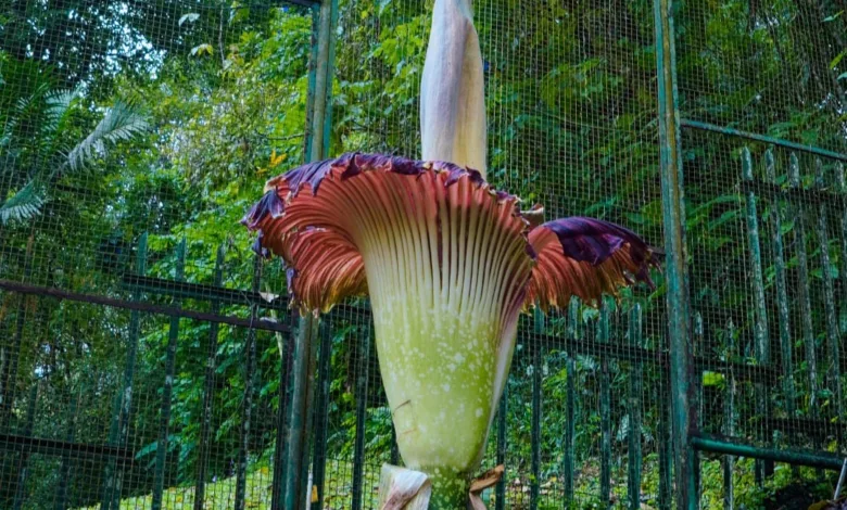 Bunga bangkai raksasa setinggi 2,93 meter mekar di Kebun Raya Cibodas.