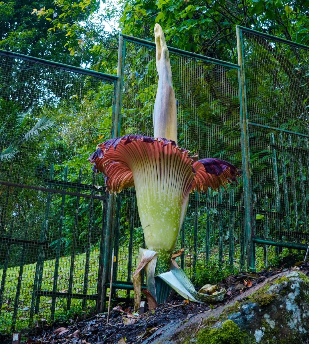 Bunga bangkai raksasa setinggi 2,93 meter mekar di Kebun Raya Cibodas.