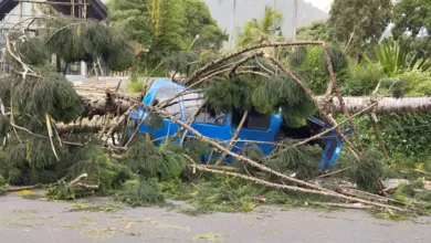 Sebuah mobil angkutan umum atau angkot tertimpa pohon tumbang di Jalan Ciberem-Cugenang, Kecamatan Cugenang, Kabupaten Cianjur.
