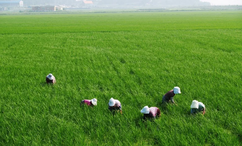 Petani Lokal Jadi Prioritas, Bulog Stop Impor Beras 2025