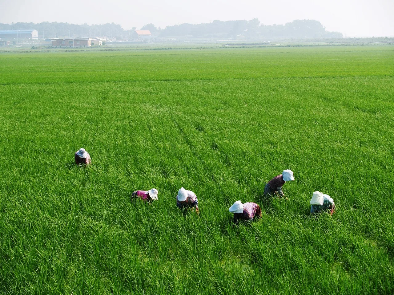 Petani Lokal Jadi Prioritas, Bulog Stop Impor Beras 2025