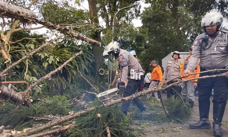 Satlantas Polres Cianjur bergerak cepat menangani pohon tumbang di dua titik jalur utama Cipanas-Cianjur pada Selasa (4/2/2025)