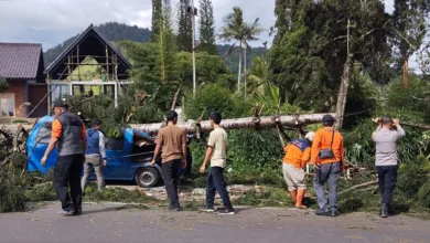 Sebuah angkot di Cipanas-Cianjur ringsek tertimpa pohon tumbang akibat angin kencang.