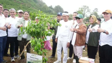 50.000 Pohon Ditanam di Puncak Bogor, Tobat Ekologi Digaungkan Dedi Mulyadi