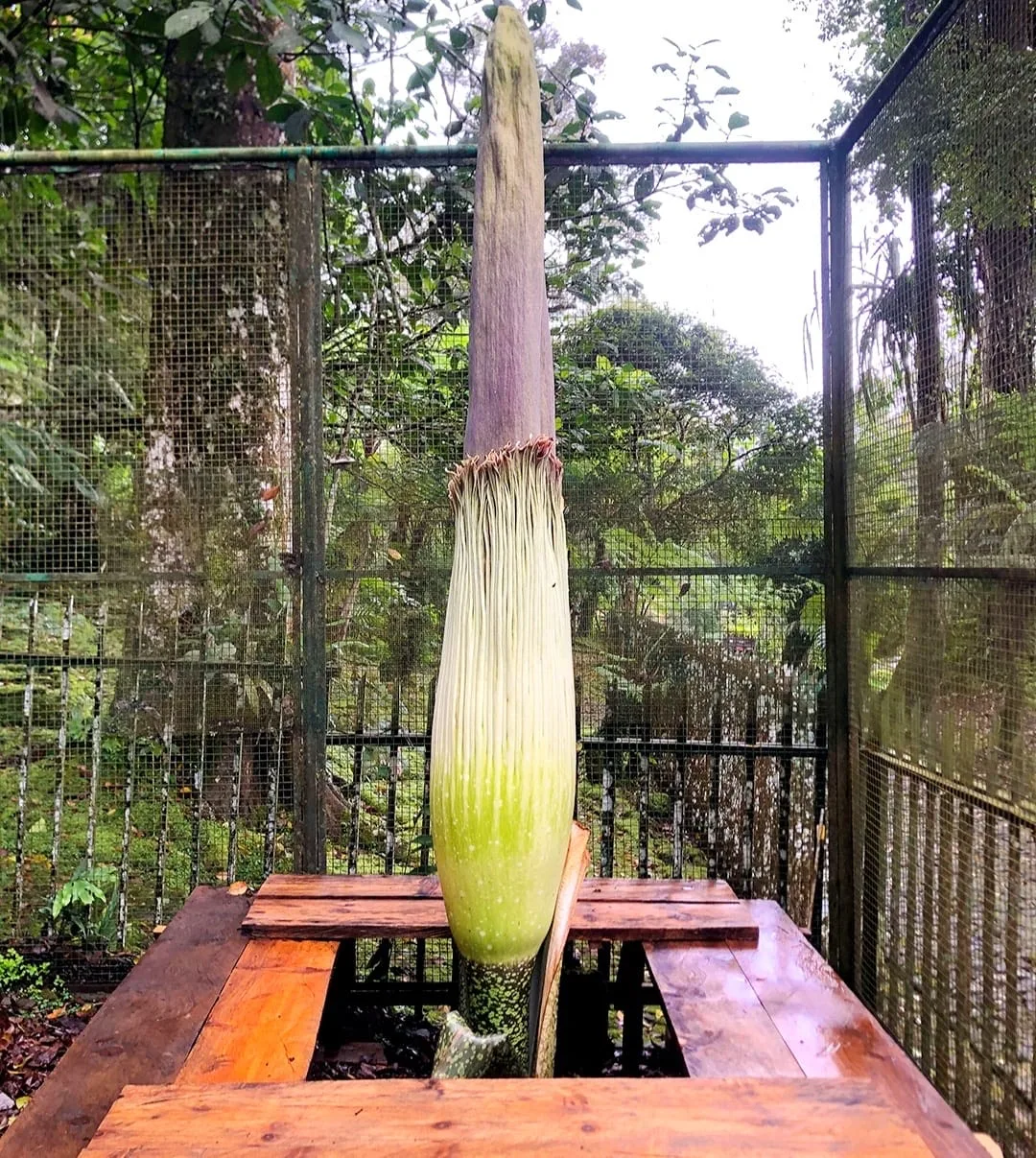 Bunga Bangkai Raksasa di Kebun Raya Cibodas Akan Mekar, Fenomena Langka Ini Jadi Daya Tarik Wisata