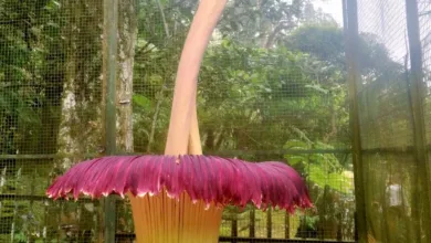 Bunga bangkai raksasa (Amorphophallus titanum Becc) dengan nomor koleksi 76 di Kebun Raya Cibodas akhirnya mekar sempurna.