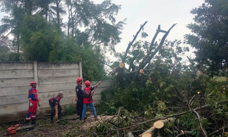 Pohon Randu raksasa tumbang di Karangtengah, Cianjur, menutup jalan warga.