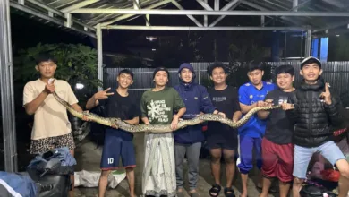 Ular piton sepanjang 2,5 meter gegerkan warga Cianjur.