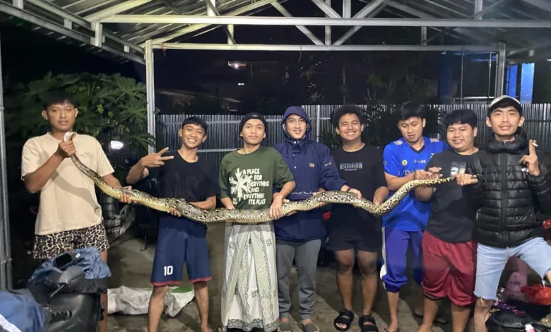 Ular piton sepanjang 2,5 meter gegerkan warga Cianjur.