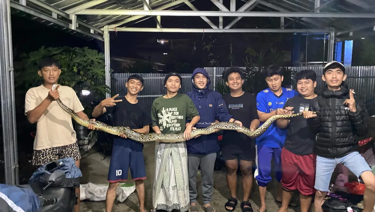 Ular piton sepanjang 2,5 meter gegerkan warga Cianjur.