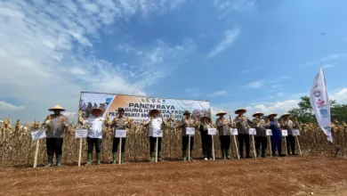 Polri dan FKDB sukses panen jagung hibrida 12,5 ton per hektar di Cianjur, dukung swasembada pangan
