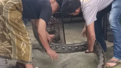 Penampakan Piton 4 Meter di Dekat Pabrik Giling Padi Hebohkan Warga Sukamanah