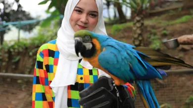 Wisata Alam Sevillage Puncak meluncurkan wahana baru Pojok Satwa.