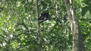 Seekor Lutung Jawa Teror Warga Cibeber Cianjur, Kejar Anak-anak dan Rusak Properti