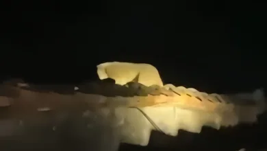 Seekor kukang menghebohkan warga Sukaluyu, Cianjur, saat masuk ke permukiman untuk memangsa burung.