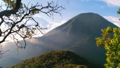Rindu pemandangan ini? Tahan dulu, ya! Untuk sementara, biarlah para atlet lari trail yang mengambil alih jalur pendakian Gede Pangrango.