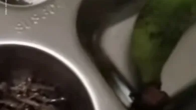 Tampilan sajian Makan Bergizi Gratis (MBG) berisi nasi, olahan ikan teri kacang, dan pisang yang disajikan untuk siswa TK di Kecamatan Cikalongkulon, Cianjur. Menu ini sempat viral dan menuai beragam reaksi publik terkait kesesuaian lauk bagi anak usia dini.