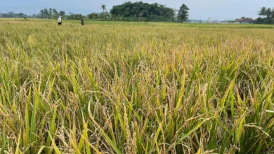 Serangan burung pipit menyebabkan hasil panen petani Ciranjang merosot drastis.